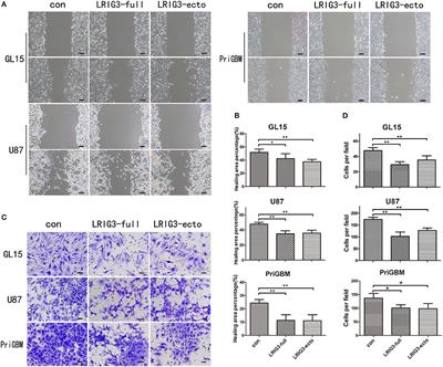 Corrigendum: The Prognostic and Therapeutic Potential of LRIG3 and Soluble LRIG3 in Glioblastoma